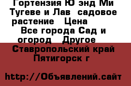 Гортензия Ю энд Ми Тугеве и Лав, садовое растение › Цена ­ 550 - Все города Сад и огород » Другое   . Ставропольский край,Пятигорск г.